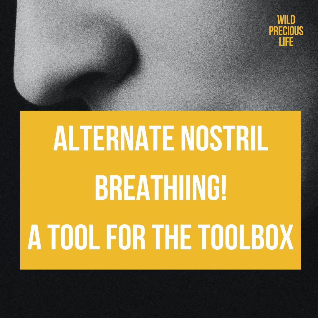 Alternate Nostril Breathing A Tool for the Toolbox A Wild Precious